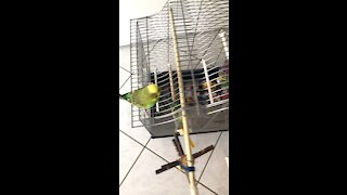 Budgie drinking Water