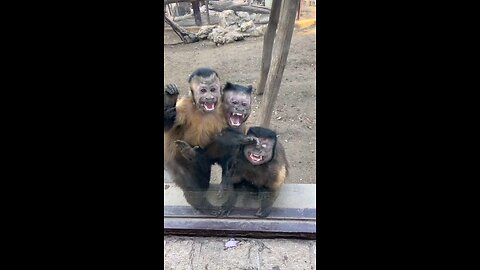 Monkey Lovely 🌹