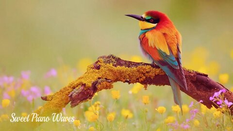 Relaxing Piano Music and Amazing Beautiful Birds, Soft Music for Stress Relief and Positive Energy