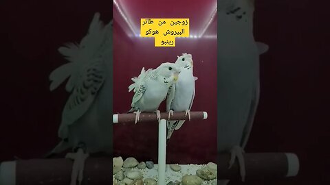 مسابقة أحسن زوجين من طيور البيروش هوكو رينبو