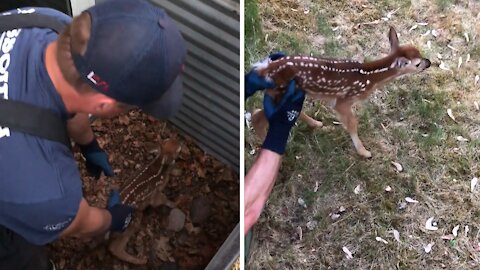 Firefighters rescue fawn stuck in window well