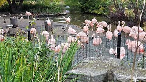 LINCOLN PARK ZOO - CHICAGO - OCTOBER 25, 2023