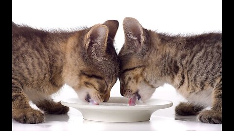 Cute and lovely cat drinks milk