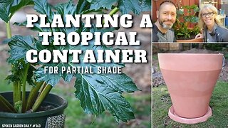 🌴👍 Planting a Tropical Container for Partial Shade - SGD 364 👍🌴