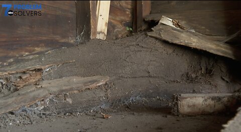 A search for answers as tree roots from neighboring yard invade Buffalo woman's garage