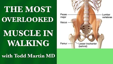 The Psoas-The Most Overlooked Muscle in Walking: How to Walk Properly