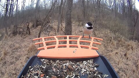 BirdKiss AI Smart Bird Feeder: Chickadee, Titmouse. Blue Jay