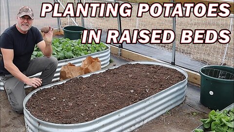 How and when to plant potatoes in raised beds