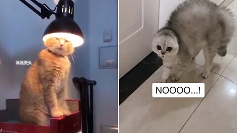 Tik Tok Cat Funny video compilation