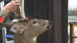 Deer hunt underway in Wisconsin