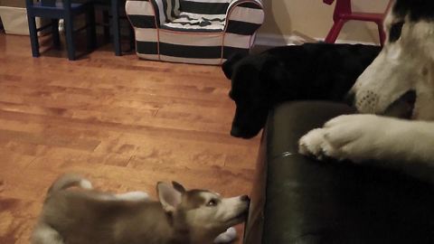 Mishka the Talking Husky refuses to share bone with puppy