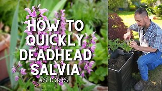 ✂️Deadheading Salvia in Early Summer - #shorts