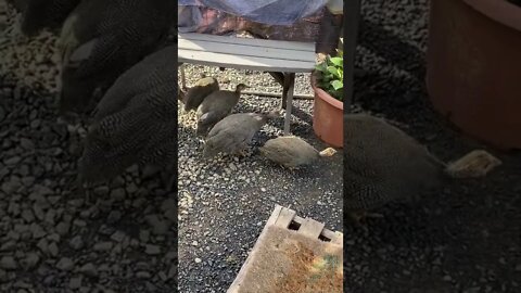 Baby guinea fowl - 11 weeks, very brave exploring