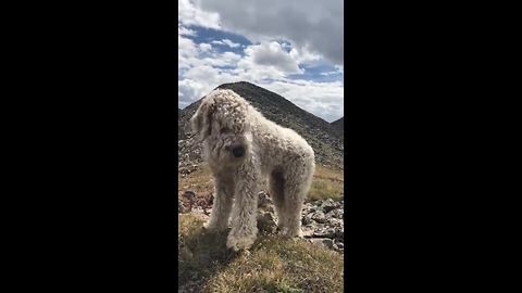 Family dog found after fleeing from car crash on mountain incline