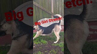 Maples Big Girl Stretch #shepsky #doggo #cute #dog #cutedog #dogmeme #dogs #shortsvideo #shorts