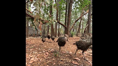 Wild Turkey Take-Off