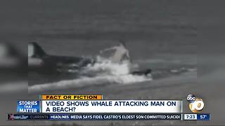 Video shows whale attacking man?