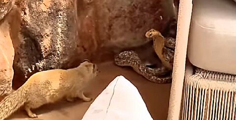 Yellow Mongoose vs Cape Cobra fighting