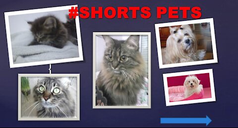 Cats and Owners are the best friends| Melhores Amigos #Shorts
