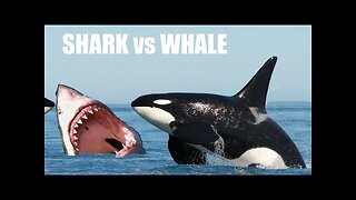 Sharks vs Orca - Who Wins?