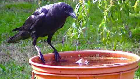IECV NV #385 - 👀 Crow At The Orange Bird Bath Eating a Piece Of Bread 6-5-2017