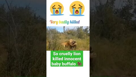 so cruelly Lion killed innocent baby buffalo 🦬#shorts #shortsfeed #youtubeshorts