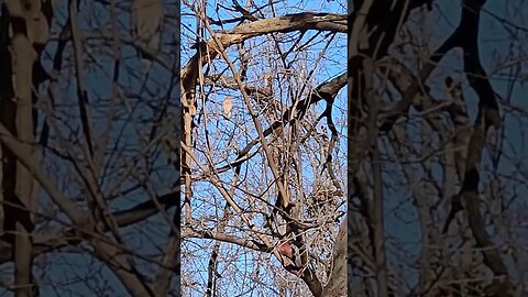 Coopers Hawk in Neosho Missouri