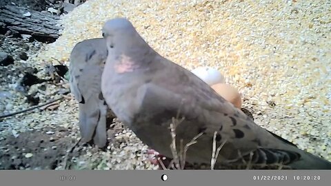 3 glorious ⏰minutes of doves 🕊️#cute #funny #animal #nature #wildlife #trailcam #farm #homestead