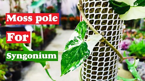 syngonium plant | How to use moss pole for syngonium?