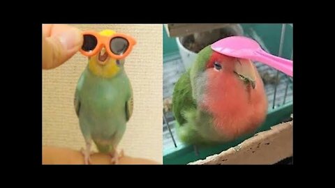 Funny Parrots Cute and funny parrot compilation