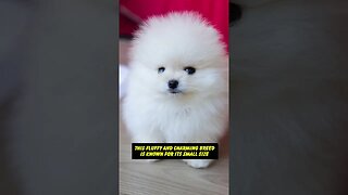 "Meet My Pomeranian: A Cute and Fluffy Bundle of Joy"