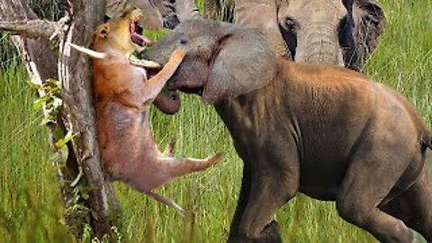 OMG! Elephant Herd Rushes Take Down Lions To Rescue His Baby - Lions vs Rhino, Crocodile, Cheetah