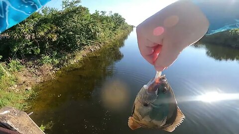 Picayune Strand State Forest