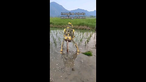 Robots Working On Rice Farm