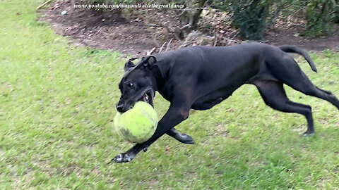 Great Dane runs zoomies around jumbo tennis ball