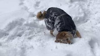 Pour se sécher, ce chien se roule... dans la neige!