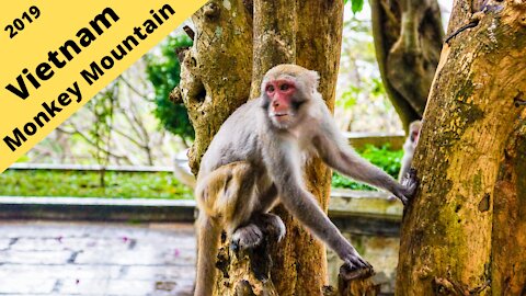 Vietnam: Monkey Mountain 2019