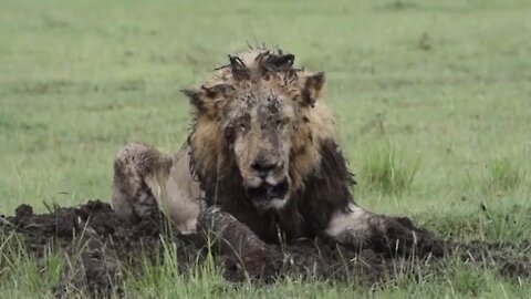 Lion Digs Deep To Eventually Catch A Warthog