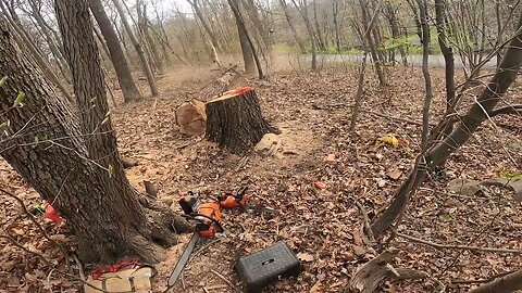 Big dead Oak Takedown