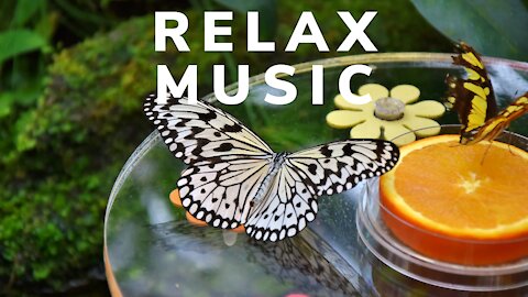 Relaxing Music • Sleep Music • Relaxing Music, Meditation Music