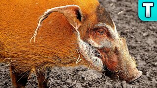 Red River Hog | World's Weirdest Animals