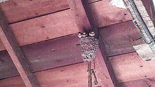 Barn Swallows of 2023 - Nest Checks & Chirpers