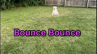 Puppy Bounces Like A Deer