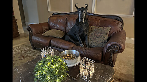 Spoiled Great Dane waits for dinner to be served with the cat