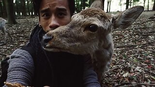 DEERS GONE WILD - Nara, Japan