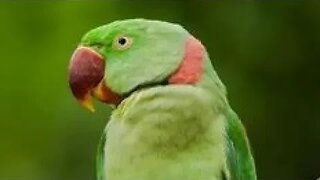 Parrot Eat Guava