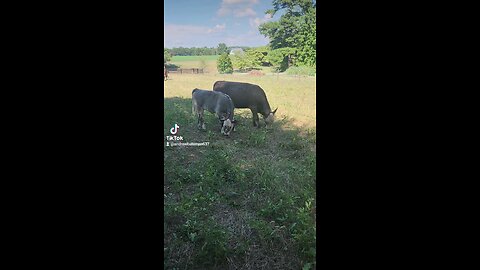 Sisters grazing, joined by Momma cow.