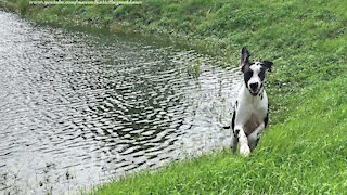 Happy Water Loving Great Dane Loves To Watch Ducks