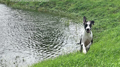 Happy Water Loving Great Dane Loves To Watch Ducks