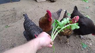 Chickens eating their greens.